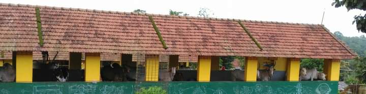 Divya Bharathi (@divya98o) on Twitter photo <a href="/sandhya_laxmi/">#Gou Sandhya 🇮🇳</a> <a href="/mespoorthim/">Spoorthi</a> <a href="/ChaithraBhat4/">Chaithra Bhat</a> <a href="/PutturBhat/">Bhagyashree Bhat Puttur</a> <a href="/ShankaraPeetha/">Sri RamachandrapuraMatha 🕉️</a> <a href="/AkshathaBhatTP/">Akshatha Bhat | ಅಕ್ಷತಾ ಭಟ್ 🇮🇳</a> <a href="/anki_neerpaje/">Ankitha Neerpaje</a> <a href="/Nikhi97/">Nikhita Hegde</a> @ChandanShastrii <a href="/SriMathaMani/">RamachandrapuraMatha</a> <a href="/Shankaracarya36/">RaghaveshwaraBharati</a> <a href="/VishnuguptaVV/">Vishnugupta VishwaVidyaPeetham ||卐||</a> <a href="/Gurukula_SRPM/">Gurukula</a> <a href="/rj_gurukulam/">Rajarajeshwari Gurukulam</a> <a href="/sb_gurukulam/">Sarvabhouma Gurukulam</a> <a href="/MahanandiGoulok/">Mahanandi Gouloka</a> <a href="/gouswarga/">Gouswarga</a> <a href="/Amritadhara/">Goushala @SRPM</a> <a href="/TheIndianTemple/">#IndianTemples</a> <a href="/templesofindia_/">Temples Of India</a> <a href="/WithSriSri/">With SriSamsthana</a> <a href="/PrabhuChavanBJP/">Prabhu Bhamla Chavan</a> <a href="/UllekhaMhMandal/">ULLEKHA MAHAMANDALA</a> @gokRDPR <a href="/GopinathVaradh2/">GV || #Hindutva is Hinduism That Resists.</a> 5.#MahanandiGouloka: the only shelter home for cows where 33 pure, indigenous breeds of cows could be seen. More than 400 cows of different breeds are present in this Goshala. It is a sacred place where unprecedented events like Vishwa Gousammelana, Ramayana Mahasatra happened. <a href="/sandhya_laxmi/">#Gou Sandhya 🇮🇳</a> <a href="/mespoorthim/">Spoorthi</a> <a href="/ChaithraBhat4/">Chaithra Bhat</a> <a href="/PutturBhat/">Bhagyashree Bhat Puttur</a> <a href="/ShankaraPeetha/">Sri RamachandrapuraMatha 🕉️</a> <a href="/AkshathaBhatTP/">Akshatha Bhat | ಅಕ್ಷತಾ ಭಟ್ 🇮🇳</a> <a href="/anki_neerpaje/">Ankitha Neerpaje</a> <a href="/Nikhi97/">Nikhita Hegde</a> @ChandanShastrii <a href="/SriMathaMani/">RamachandrapuraMatha</a> <a href="/Shankaracarya36/">RaghaveshwaraBharati</a> <a href="/VishnuguptaVV/">Vishnugupta VishwaVidyaPeetham ||卐||</a> <a href="/Gurukula_SRPM/">Gurukula</a> <a href="/rj_gurukulam/">Rajarajeshwari Gurukulam</a> <a href="/sb_gurukulam/">Sarvabhouma Gurukulam</a> <a href="/MahanandiGoulok/">Mahanandi Gouloka</a> <a href="/gouswarga/">Gouswarga</a> <a href="/Amritadhara/">Goushala @SRPM</a> <a href="/TheIndianTemple/">#IndianTemples</a> <a href="/templesofindia_/">Temples Of India</a> <a href="/WithSriSri/">With SriSamsthana</a> <a href="/PrabhuChavanBJP/">Prabhu Bhamla Chavan</a> <a href="/UllekhaMhMandal/">ULLEKHA MAHAMANDALA</a> @gokRDPR <a href="/GopinathVaradh2/">GV || #Hindutva is Hinduism That Resists.</a> 5.#MahanandiGouloka: the only shelter home for cows where 33 pure, indigenous breeds of cows could be seen. More than 400 cows of different breeds are present in this Goshala. It is a sacred place where unprecedented events like Vishwa Gousammelana, Ramayana Mahasatra happened.