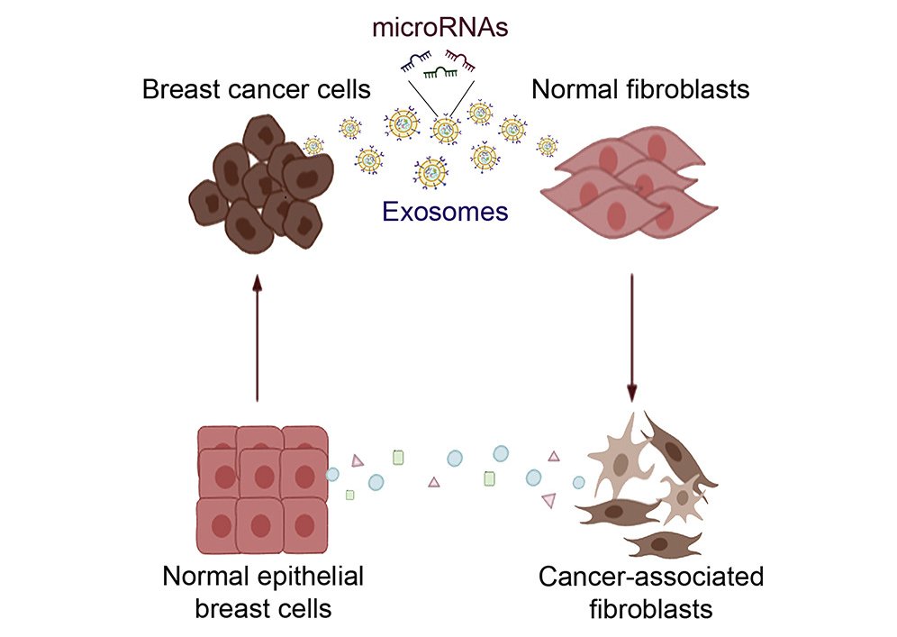 ExtracellMatrix's tweet photo. 💡 Recent research in @MolTherapy, conducted by scientists at @UninaIT, highlights the role of #BreastCancer cells in the re-education of tumor #microenvironment, thus contributing to tumor evolution.

Full article: 🔓 https://t.co/WPE12LbnrH https://t.co/DVGF7xav1R