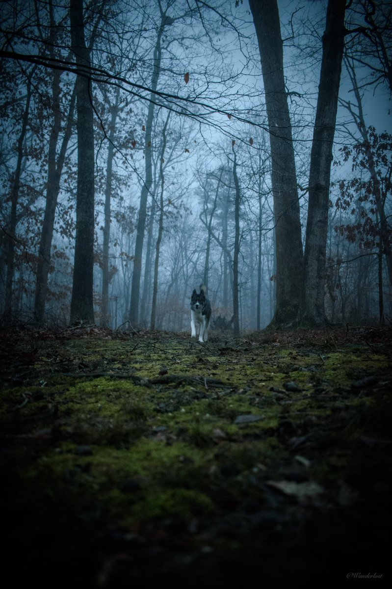 The Sibe + The Terv tweet media