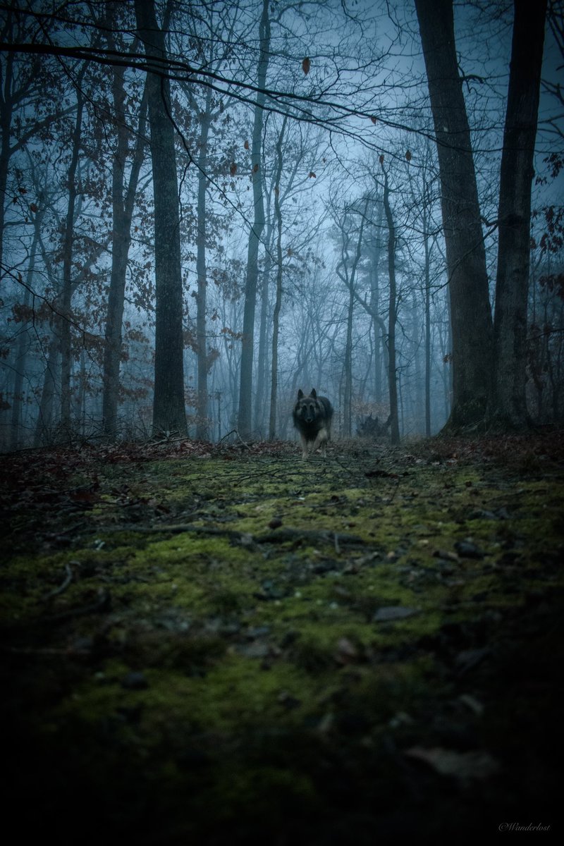 The Sibe + The Terv tweet media