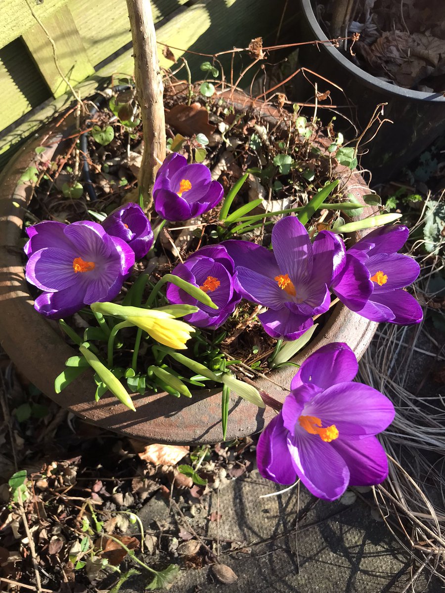 SueCrowe111's tweet image. #visualdistraction