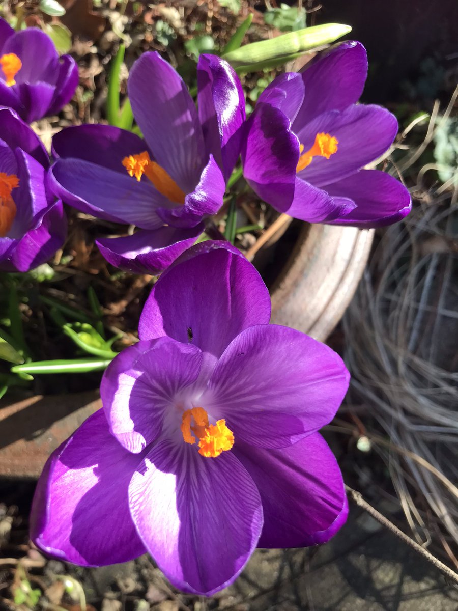 SueCrowe111's tweet image. #visualdistraction