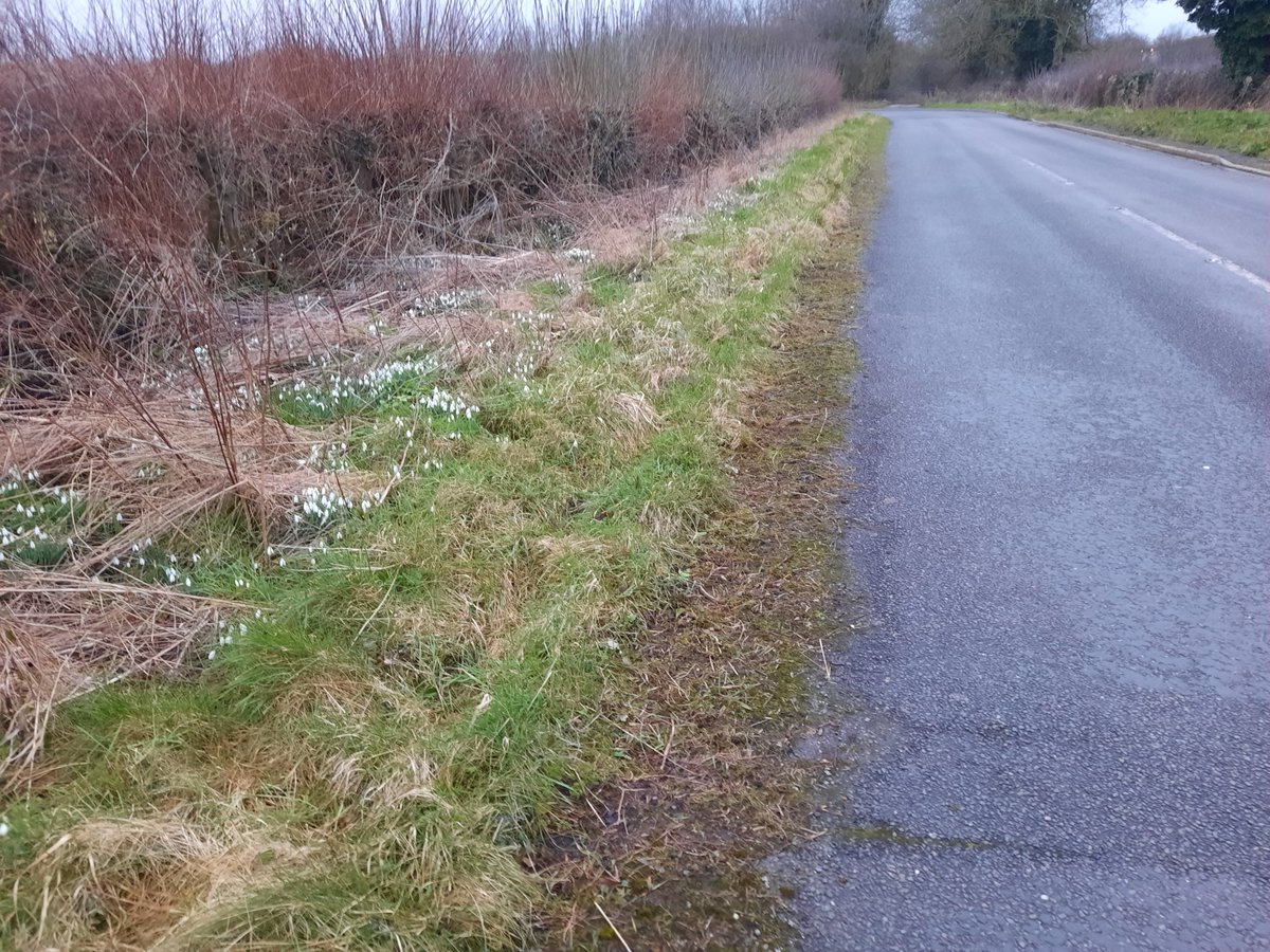 RuralNethercote's tweet photo. Banbury Lane was an original #droveroad the characteristic wider verges run through #Nethercote #Banbury which allowed grazing for the cattle that were drove along these roads, read about this on our blog https://t.co/dYLHafHOAo  #keepnethercoterural https://t.co/txYXVoLC2z https://t.co/O5zzPntp6O