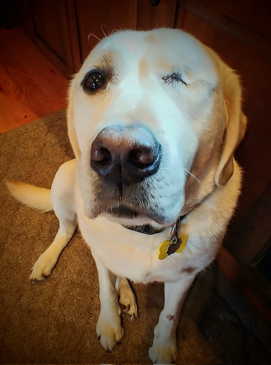 TURBO:  Wanna boop my nose? I loves da boops and frens .😍🐾❤ If your a new fren, let us know who you are. Lick ya later!
#dogsoftwitter #dogs #twitterdogcommunity #boopmynose #Boop