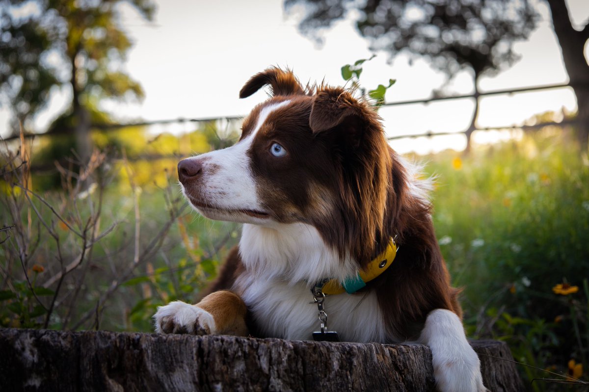 Mighty Meka tweet media