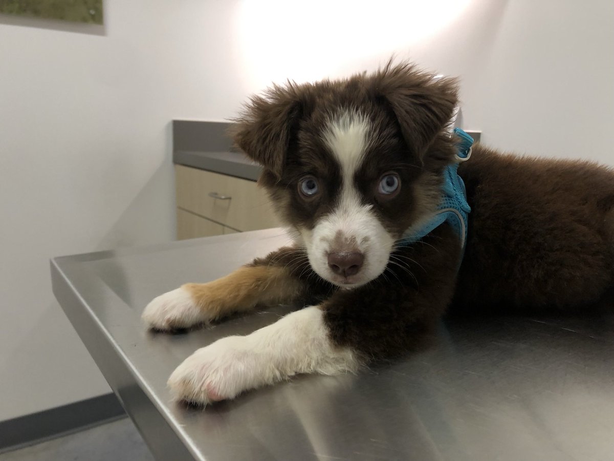 Mighty Meka tweet media