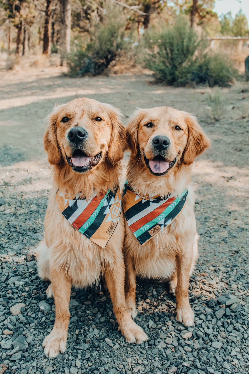 Millie and Meeko tweet media