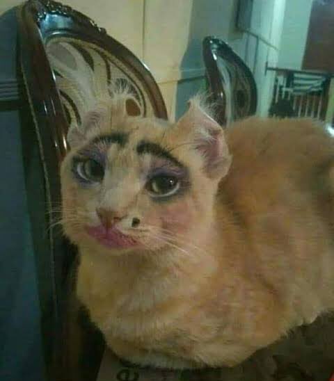 helioias's tweet photo. ⠀⠀⠀ 
⠀⠀⠀ 
Setelah sekian puluh coretan di wajahnya, akhirnya wajahnya berubah. “Nah, gini kan cantik?” Kalimat ini hanya dibalas helaan napas oleh si kucing. Padahal dalam hatinya,

“AKU NIH LANANG LOH MAS!”
⠀⠀⠀ 
⠀⠀⠀ https://t.co/M4vYZYuynq