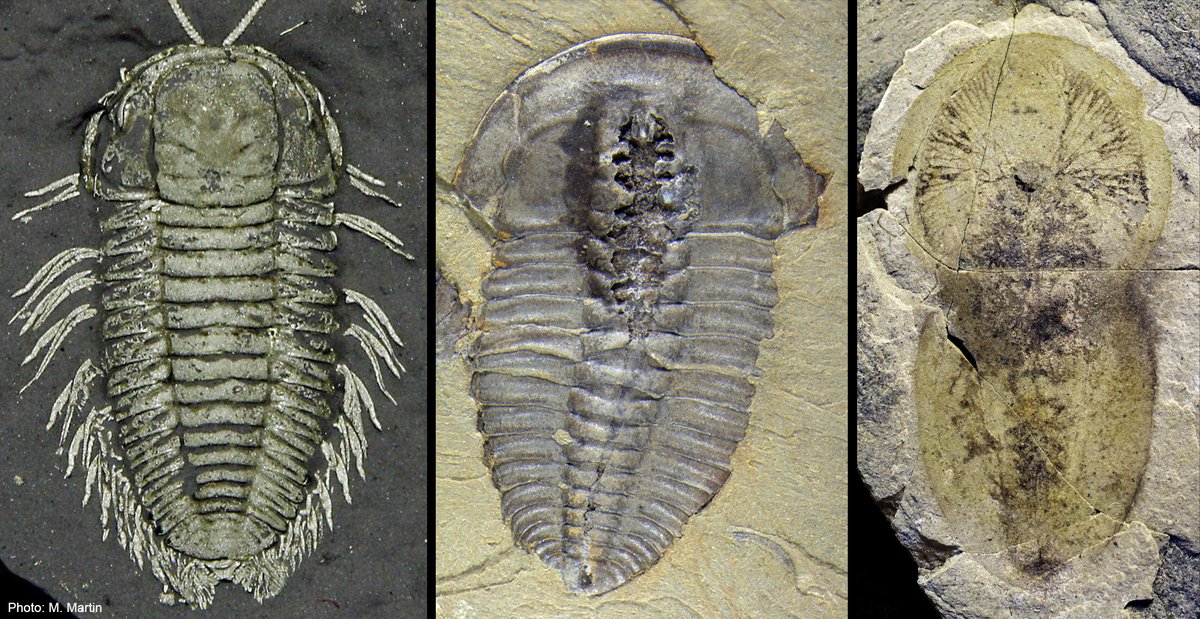 Rudy Lerosey-Aubril (@pllife2) on Twitter photo 🚨Deadline🚨 for registration & abstract submission for the 7th International Conference on Trilobites & Relatives is MARCH 25. <a href="/SarahLosso1/">Sarah Losso</a> and I will chair a session on trilobite soft anatomy & trilobite relatives, feel free to contact us if you want more details. 🚨Deadline🚨 for registration & abstract submission for the 7th International Conference on Trilobites & Relatives is MARCH 25. <a href="/SarahLosso1/">Sarah Losso</a> and I will chair a session on trilobite soft anatomy & trilobite relatives, feel free to contact us if you want more details.