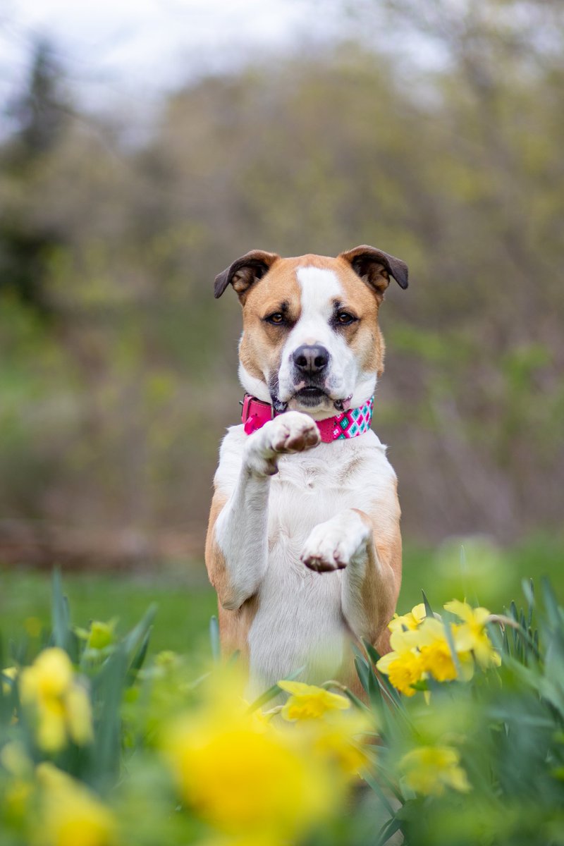 We all need more flowers and dogs! ❤️