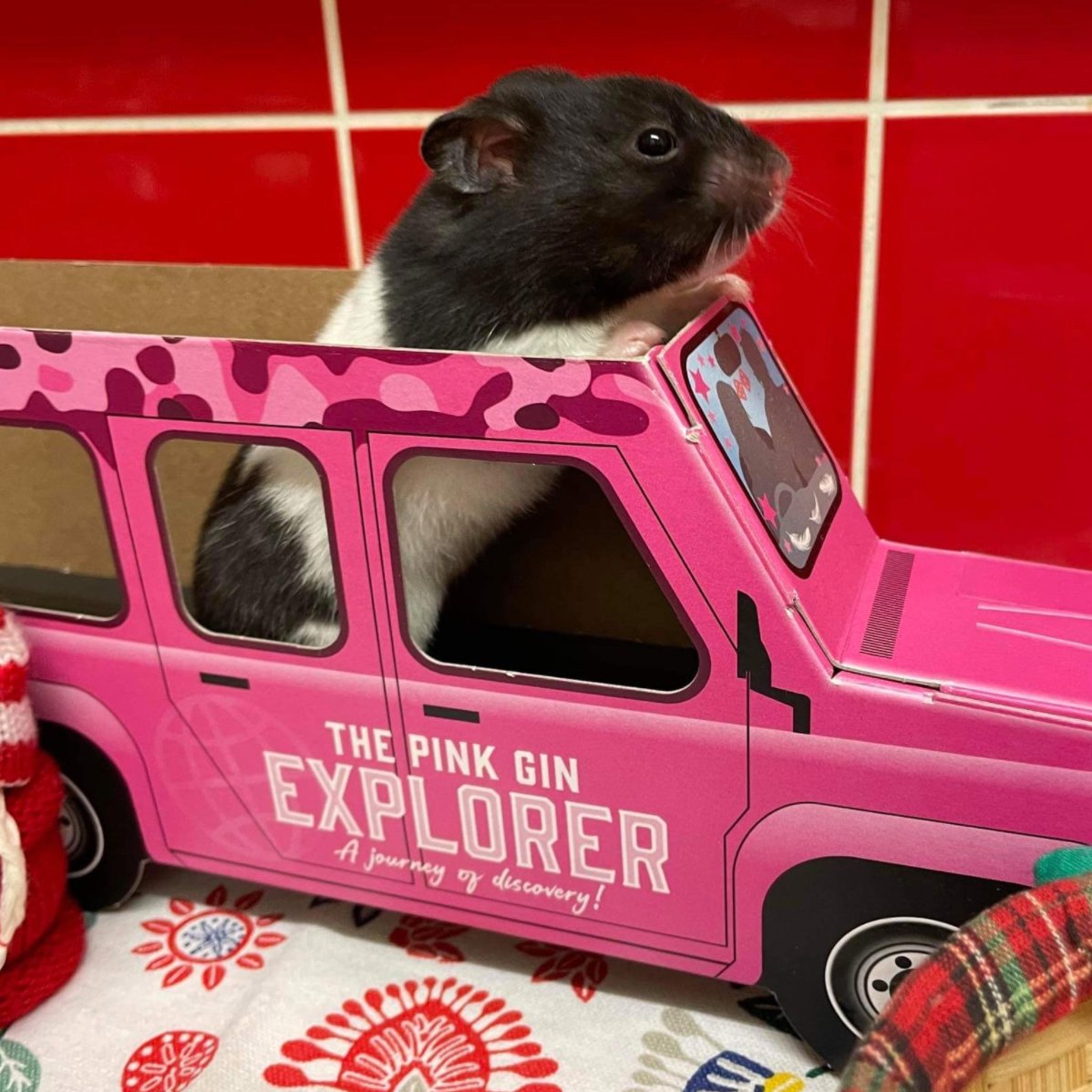 hamsterofthe's tweet image. 📅 5th March 2022
🐹 Dolly
🏷️ @Jess_EL_Chick
💕 #animaloftheday