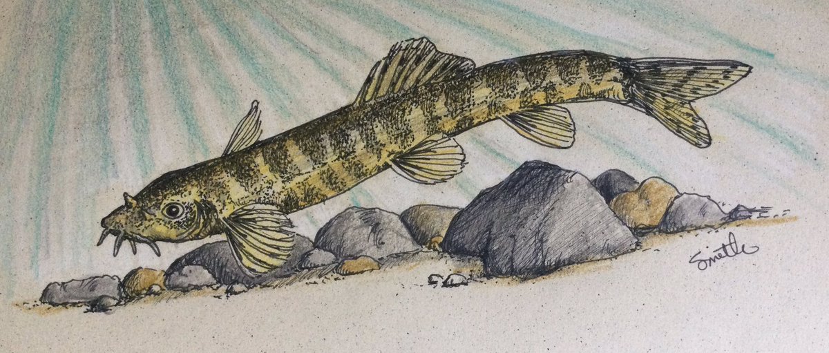 CreativeMitch's tweet image. Diyarbakir (Batman River) loach for #SundayFishSketch prompt to “draw a rare fish” suggested by @Freshwatergirl. This critically endangered species featured by “@Shoal_Org’s Lost Fishes” was recently rediscovered after not being seen since 1974 by a Turkish research team.