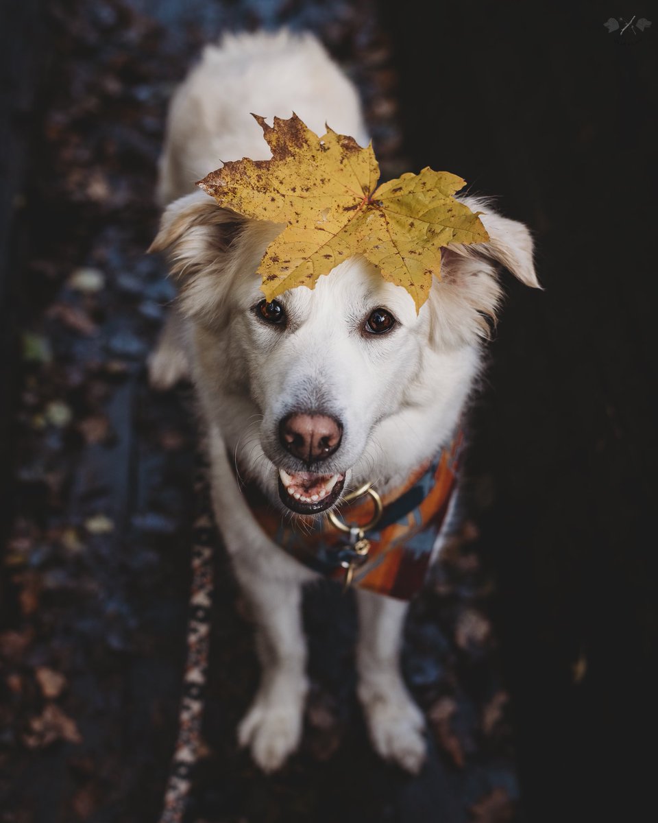 #twitterdogcommunity What's your thoughts so far?

Tbh I feel like it's a palate cleanser from IG. I don't know the works, algorithm, rules etc. But I find it freeing! I won't quit IG, I still have friends &amp; memories tied there. But I may not be very active there.
(A thread 1/5)