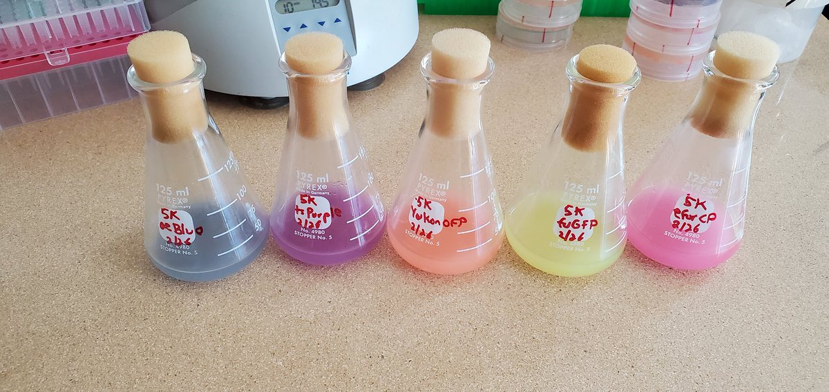 Cells are ready and our Etsy store is now stocked with these for purchase!!! No MTA, no red tape, and all just $20/plasmid or less. Shipping as agar stabs in E. coli BL21(DE3) cells. All proceeds go directly into making more tools for the community. Enjoy!
etsy.com/shop/BinomicaL…