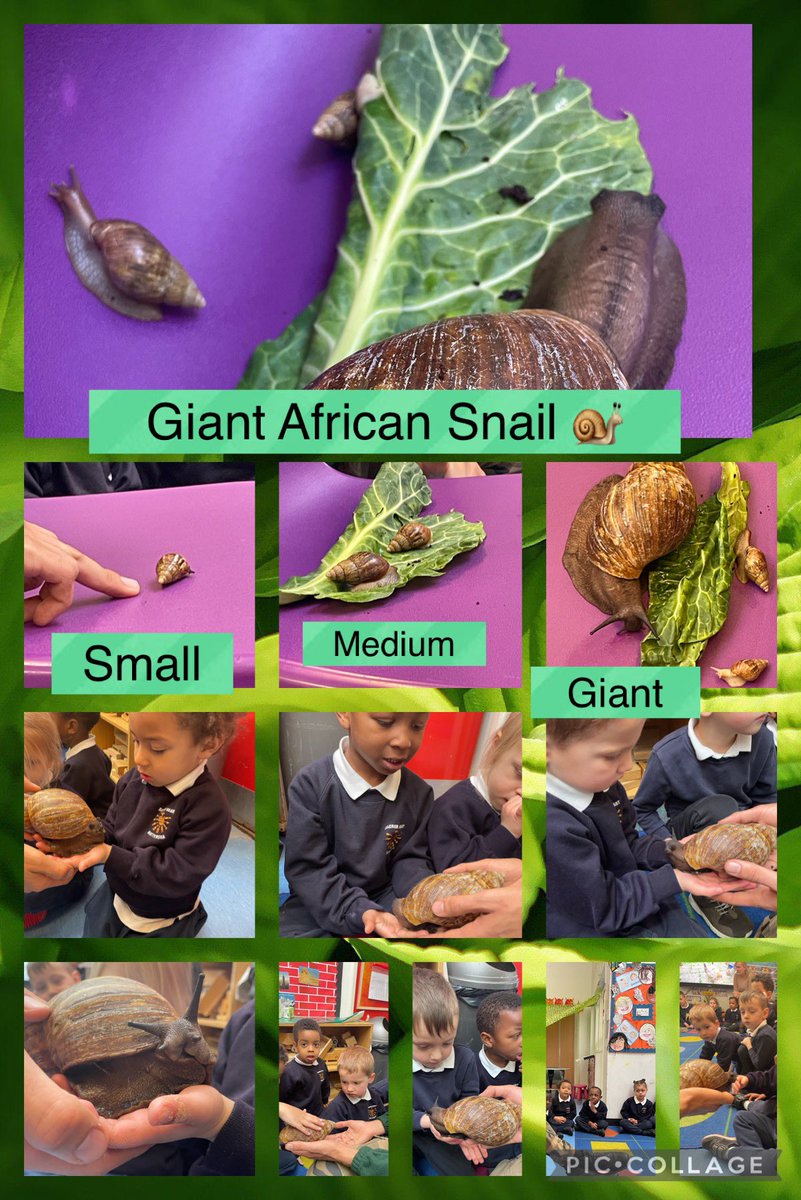 Sacred_Heart_1's tweet photo. Nursery and reception enjoyed a visit from @WildFangsUK learning about mini beasts. Thank you https://t.co/hxQpFlWy9m