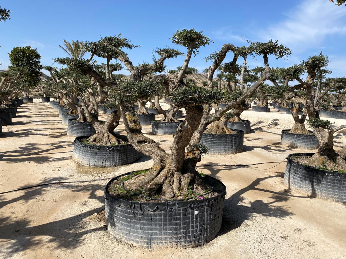 Nueva colección de olivos ornamentales 2022. Generamos ilys
