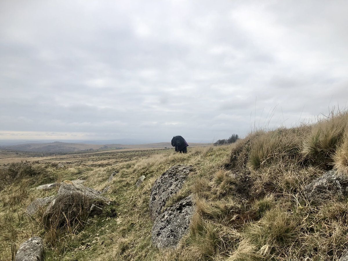 AlwaysDorasMum's tweet photo. Oops didn’t mean to go splashies 🥶 brrrr. Fink I carried it off by trying to go down the little waterfall and then refusing to get out. Hope I get a proper fluffy rub down at the 🚗 #ChillyBits https://t.co/YMlZkLKg9y