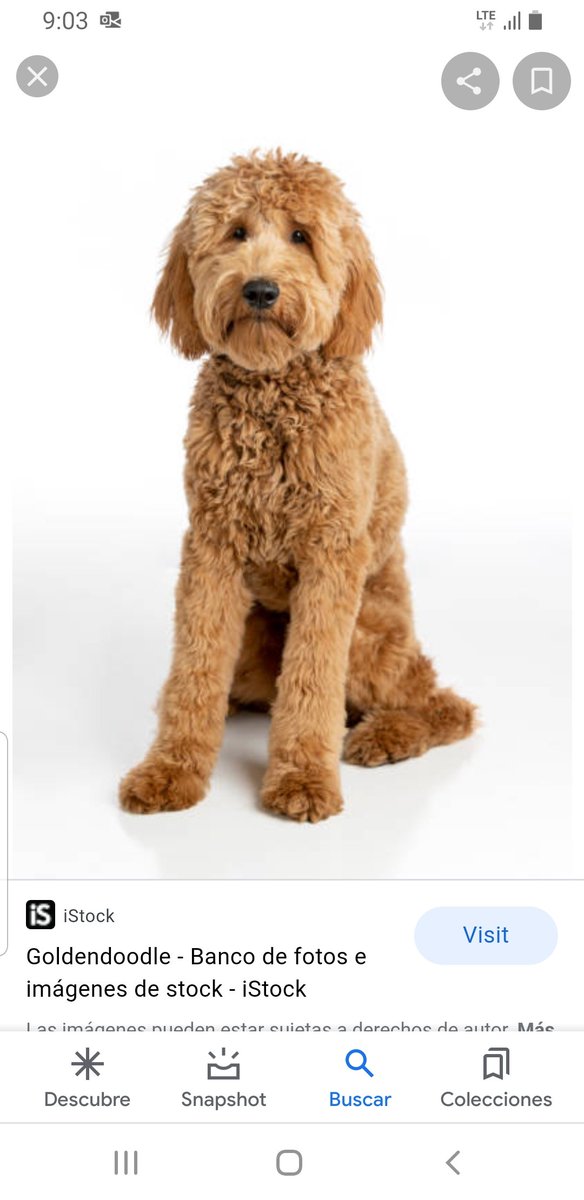 motivartconarte's tweet photo. Me he enamorado. #Goldendoddle https://t.co/0QAgjsfiEJ