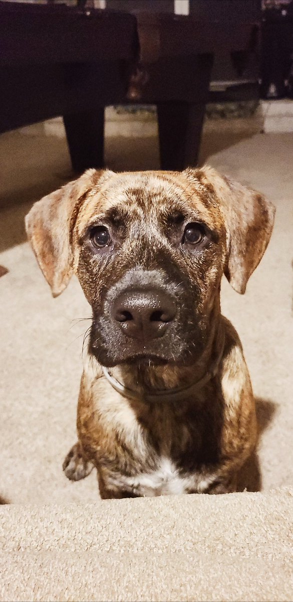 Hello my friends! 🐶 I hope everyone is feeling dog gone good! 
#dogsoftwitter #doggie