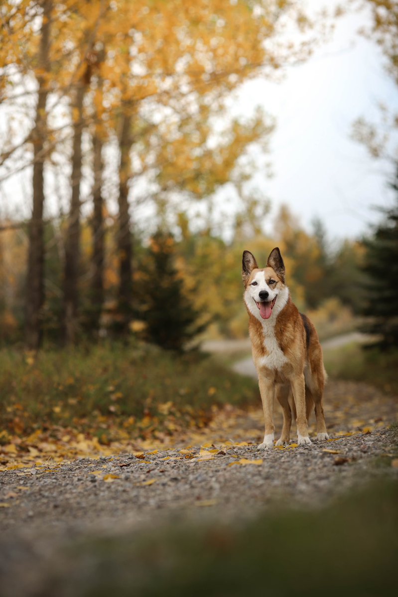 Eska the Malinois x tweet media