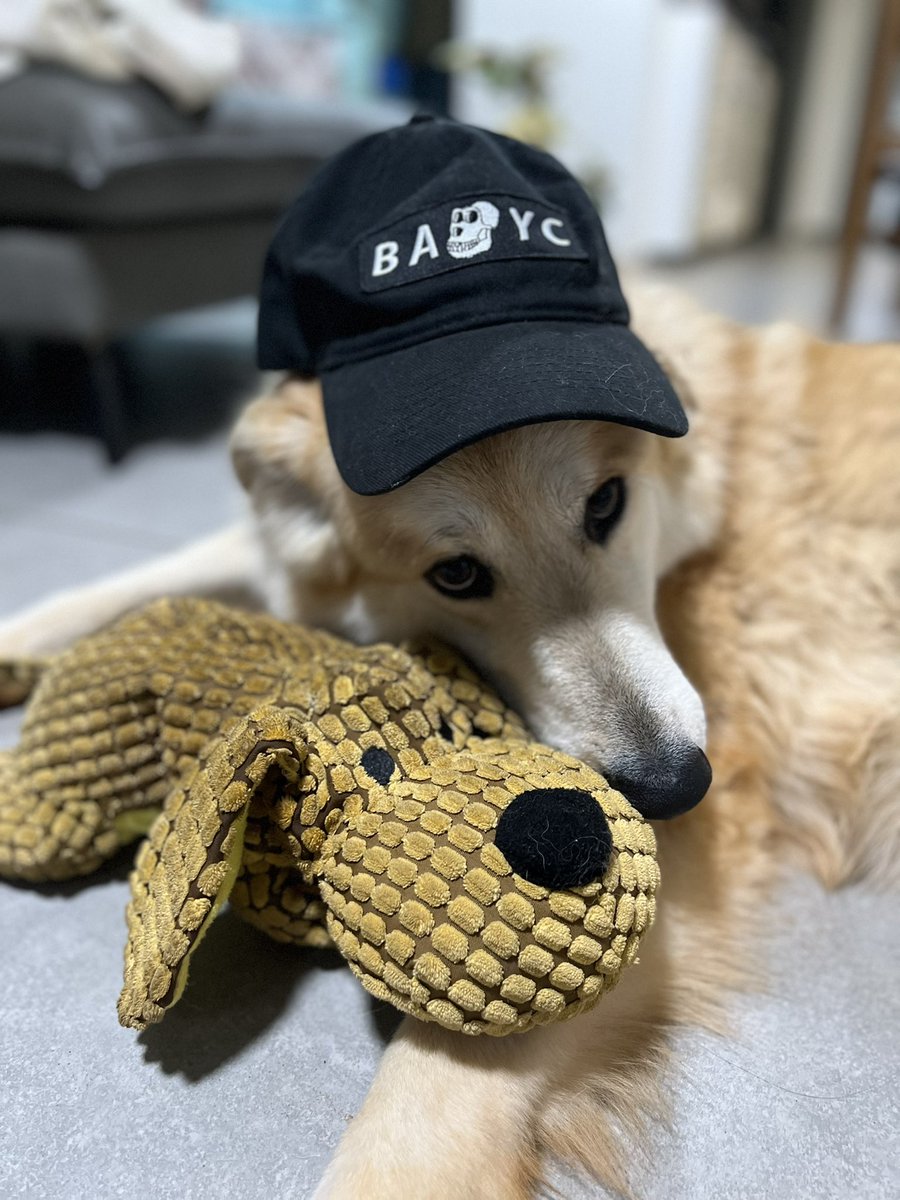 TheBlueCaesar's tweet photo. My doogy Rey rocking her @BoredApeYC hat!
Show her some love! https://t.co/LdmLI8cSMx