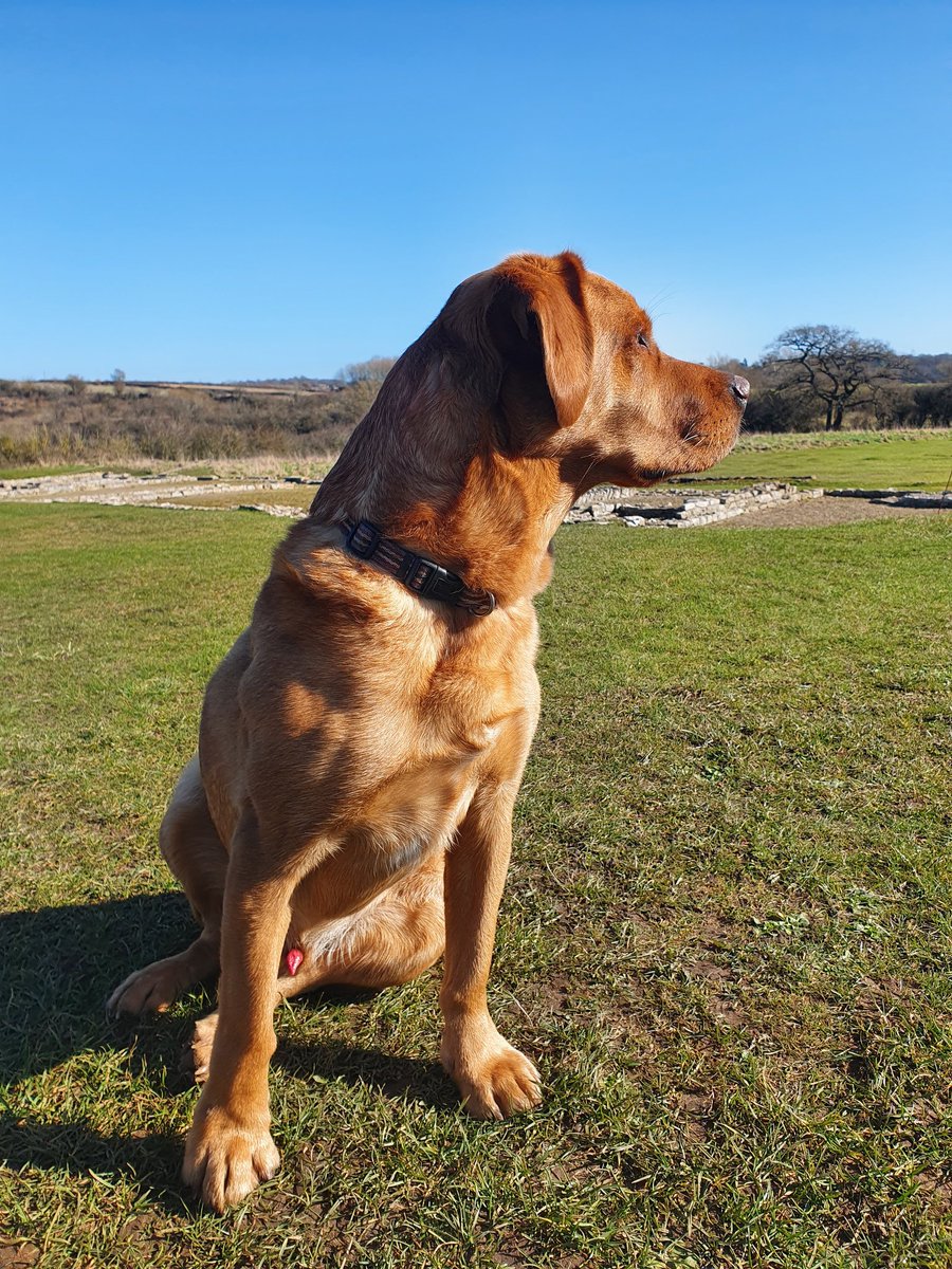 Took this good boy for a hike today past the North Leigh Roman villa.

#Cotswolds #Housesitters #Archaeology

runningduckpetservices.co.uk/pet-sitters-co…