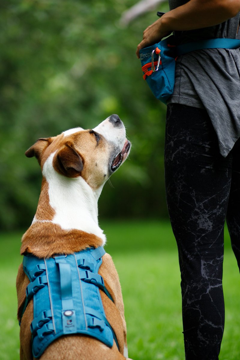 How many tweets is too much? The limit does not exist 😌 let's see those dogs!!  #dogtwittercommunity #twitterdogcommunity #DogTwitter