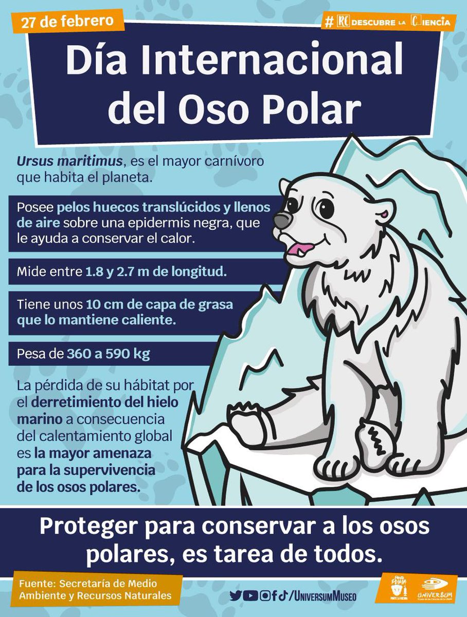 UniversumMuseo's tweet image. #UnDíaComoHoy es el Día Internacional del Oso Polar. ¡Abrazo de oso! 🤗

#RedescubreLaCiencia