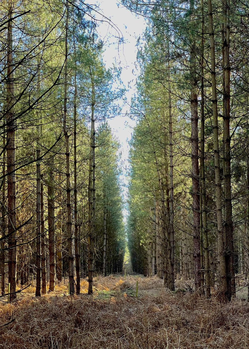 A picture from yesterdays dog walk around Rendlesham forest #rendleshamforest #suffolk #countryliving #forest #forestwalk