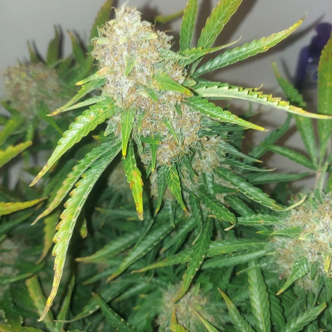 What's your favorite fruit? 😜

Cuz' ours might just be this Tangerine Auto! 🔶 It's hard to resist a strain with such high THC levels and a wonderful fruity flavor. If you like Sativa excellence, we highly recommend this one. Great job with the grow, @stahlbuck96! 👍