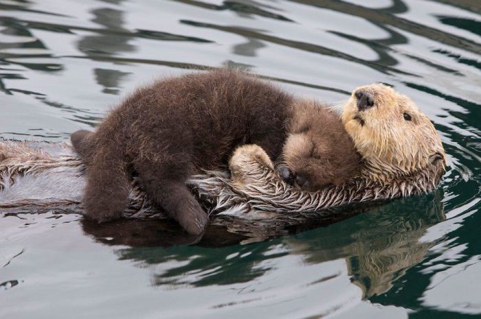 oh to be an otter serenely napping in a pool of water