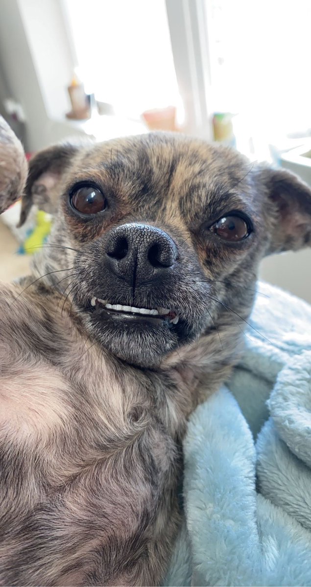 maxibeans's tweet photo. Happy “gotcha” day to me!! Mom says I’ve come such a long way in a year. I’m such a happy doggy!!! #anniversary #DogsofTwittter #AdoptDontShop https://t.co/Jc9KC4BR2N