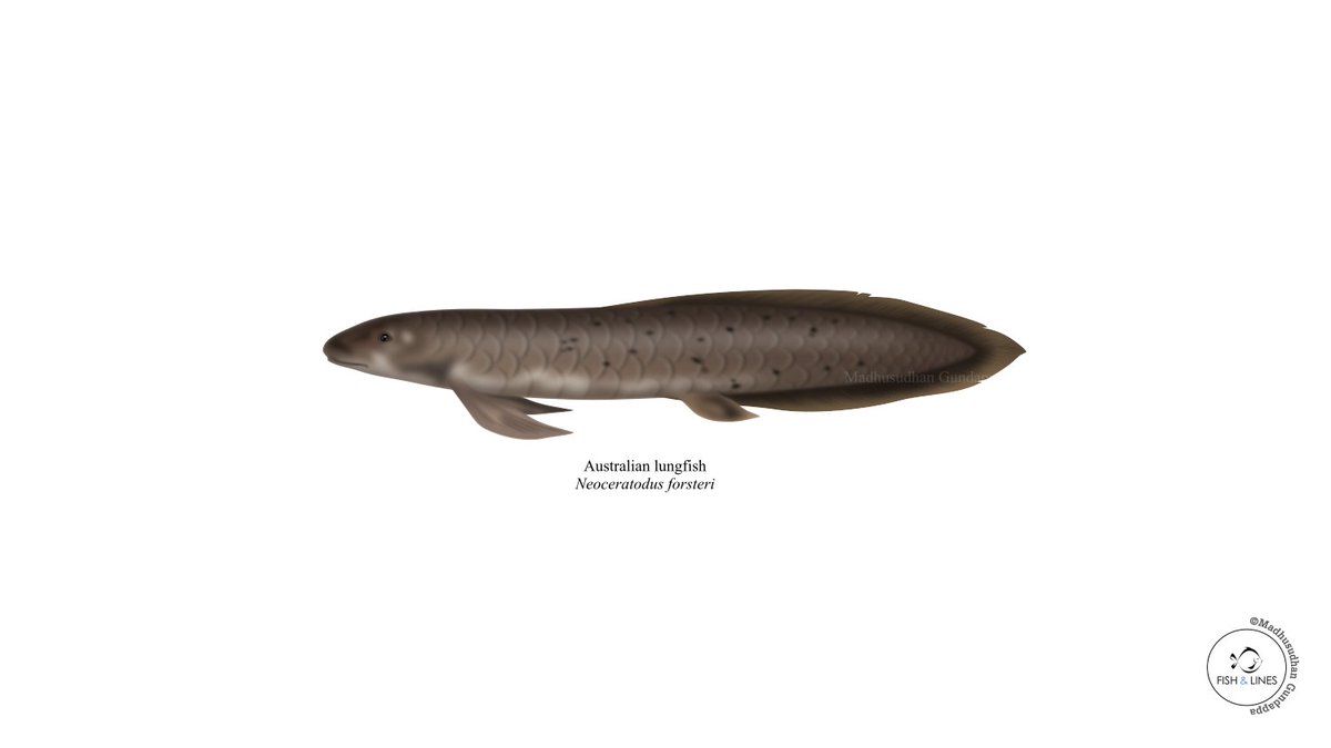 fish_lines's tweet image. Here is an Australian lungfish - an ancient lungfish that evolved around 400 million years ago for today's #SundayFishSketch. The species in considered endangered and they are known to possess a lung to breath atmospheric oxygen!
#sciart #digitalart #fishsketch #primitivefish