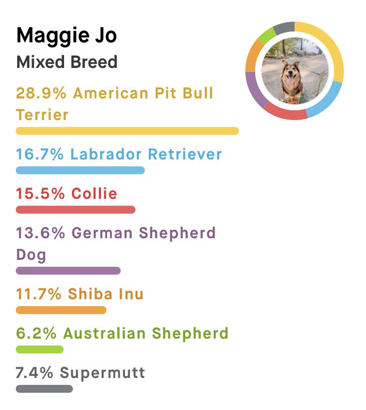 Maggie’s breed results! 😂 She has 6 main breeds with a possibility of either Husky or Rottweiler in her but those DNA traces were too small to break down. I was really shocked when I got these results: have you DNA tested your dog? #twitterdogcommunity #DogsofTwittter