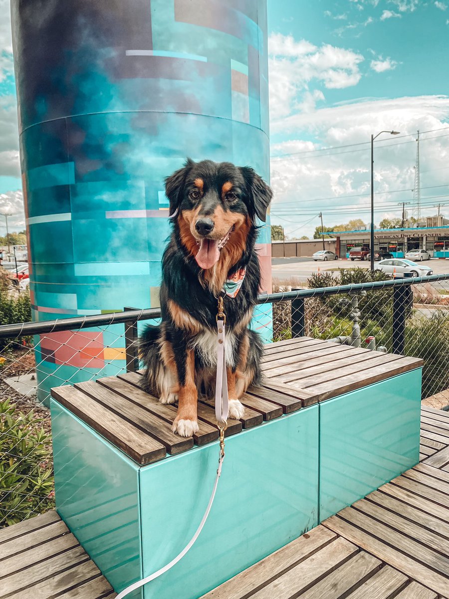 it’s this queens birthday 🤩 I can’t believe she is 3 already 

#twitterdogcommunity #birthdaygirl #australianshepherd