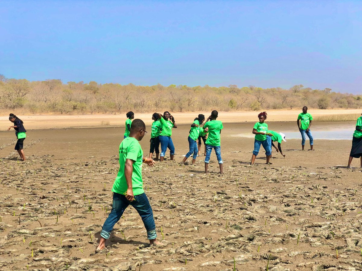 muhammed_hydara's tweet photo. We successfully planted 500+ mangroves propagules in the wetlands of Tendaba in LRR, as part of the fundamental activities to mitigate climate change and restored the wetland ecosystem from salt intrusion.
#UTGInTheFrontline4Action
#UTGGreenDay
#SW2022 https://t.co/Jfh9dnKLZn