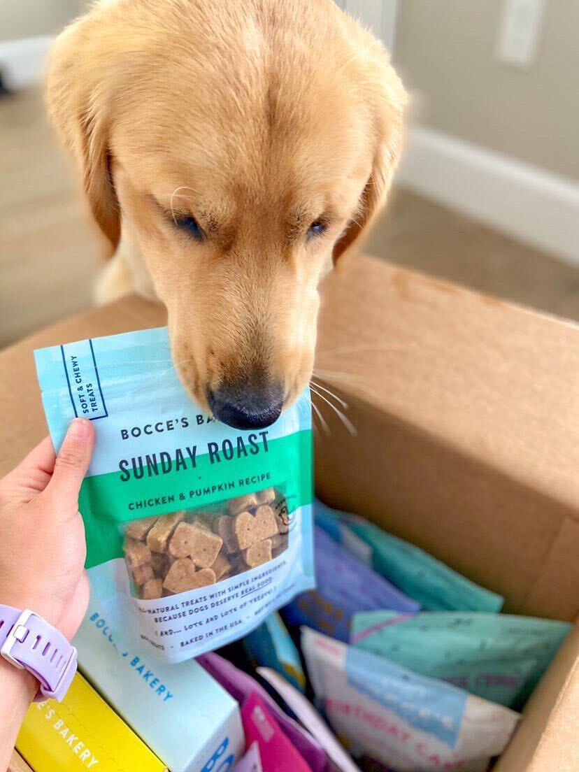 Sunday is the perfect day to feast on this tasty chicken &amp; pumpkin recipe from <a href="/BoccesBakery/">Bocce's Bakery</a> (but your pup can enjoy it any day of the week!) 🍗😋

📸: @goldenboy_bennett

#thefishandbone #portlandmaine #sundayfunday #boccesbakery #portlandoldport #portlanddowntown #cutedogs