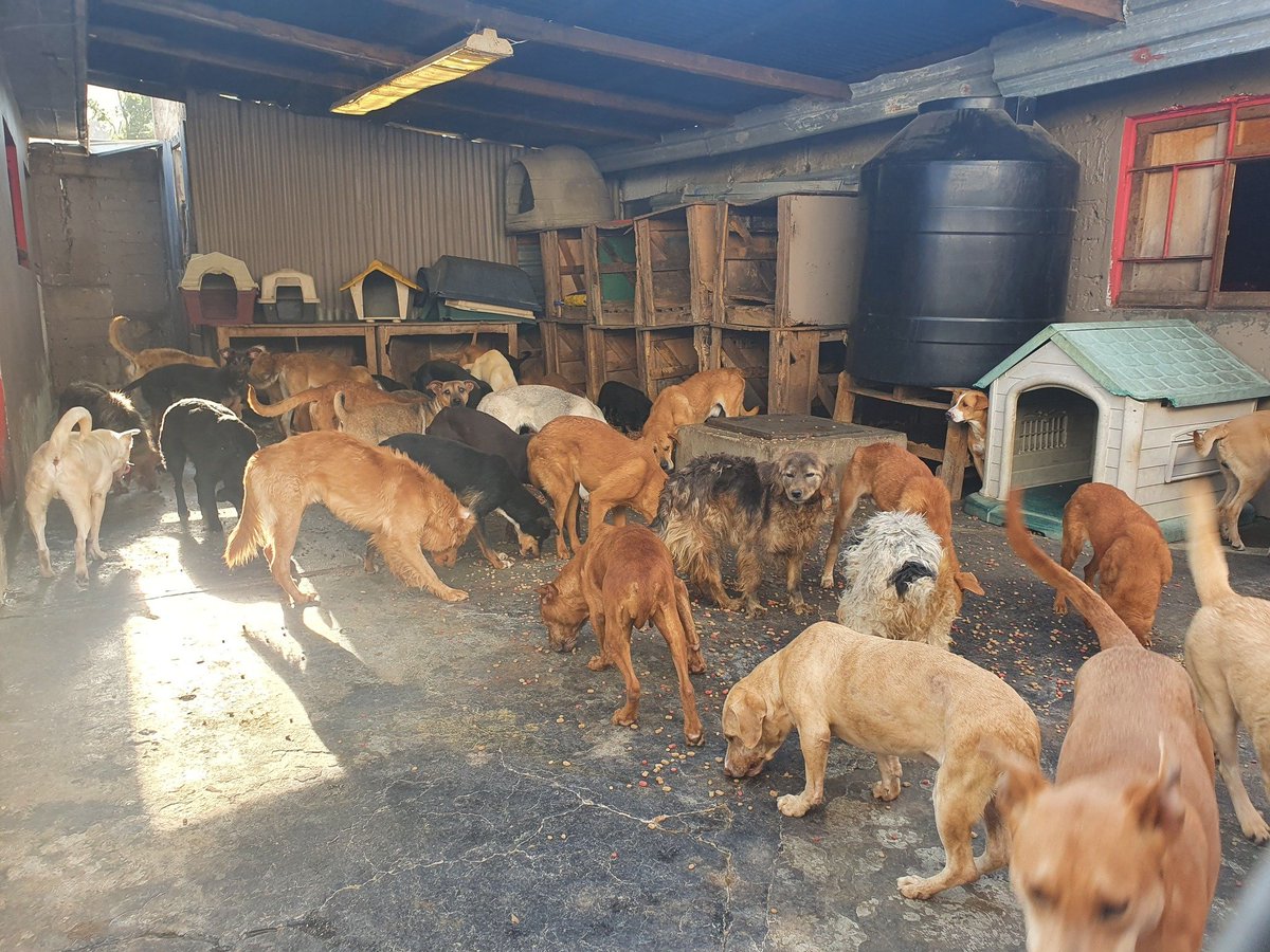 OMEYOCANAC's tweet image. Muchas ❤ gracias X sus 🐾#Patitasamigas que llegaron a salvar un dìa màs con 🍖#croquetitas!!!

Ellos durmieron con 😘 #BarriguiallenayCorazòncontento🐕, salvaron nuestro dìa y les ladramos ❤¡GRACIAS!❤

¡¡LES ❤ MANDAMOS 🐶 #LengüetazosYmovidasdecolitadeRehilete!!