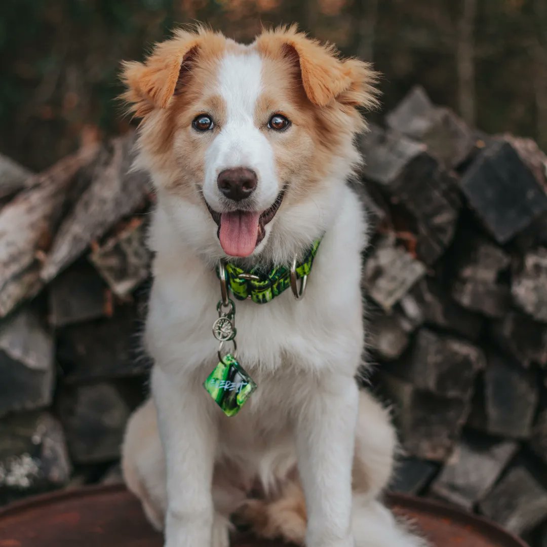 Borders In The Bayou tweet media