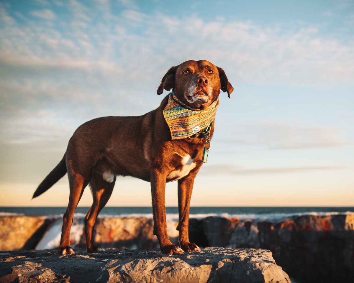 Rocky aka the King of the Beach. Side note: how does one hashtag on Twitter? Like, what’s considered proper form? Feels weird loading my tweets with tags. Do you put them in threads? Just not use em? Send help. #DogsofTwittter #twitterdogcommunity