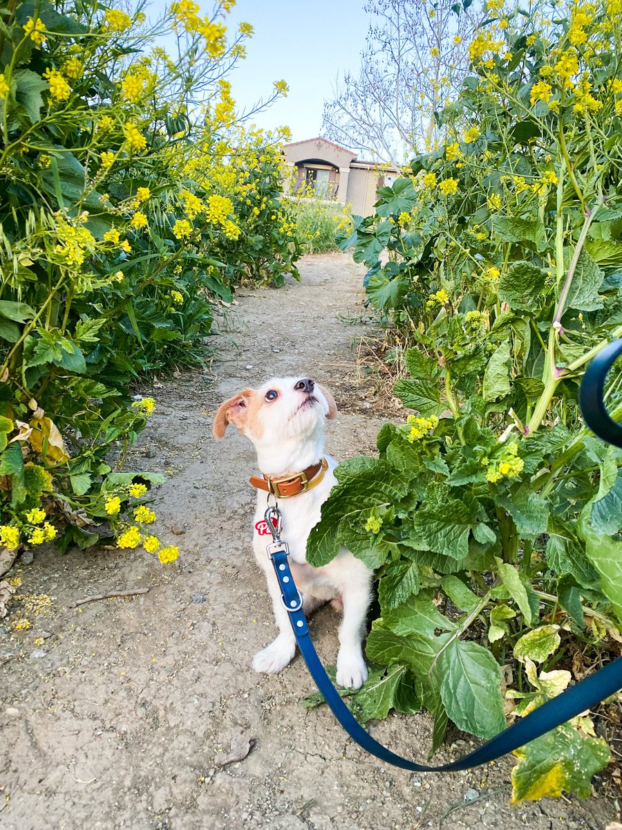 HAPPY GOTCHA DAY to my lil nugget - puck. mommy loves you so so much 💕 #twitterdogcommunity #dogsoftwitter