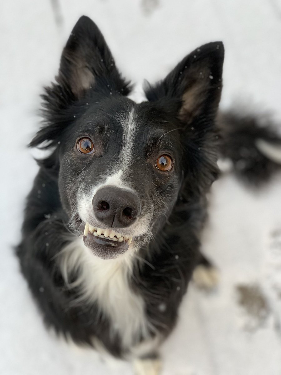 Say cheese! 😬 

#twitterdogcommunity #DogsofTwittter #dogs #saycheese