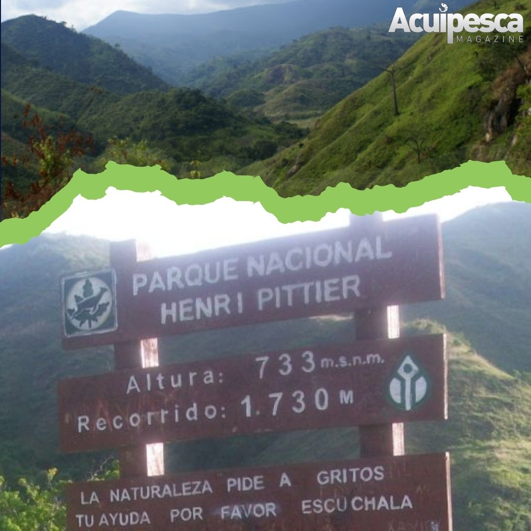 El pasado 13 de febrero estuvo de aniversario el Parque Nacional Henry Pittier (1937). Fue creado con el nombre de Rancho Grande por decreto del presidente Eleazar López Contreras y renombrado en 1953 como Henri Pittier. Es el parque nacional más antiguo de Venezuela.