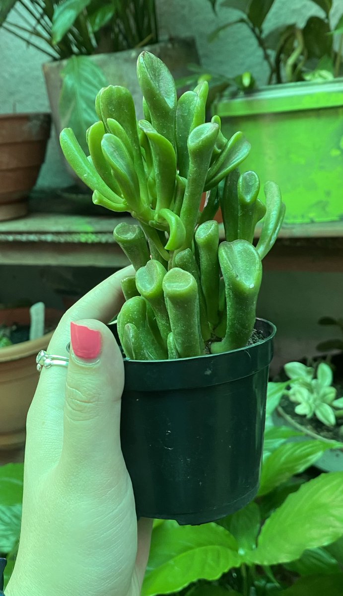 Mi madre compró una planta y le dijeron que se llama OREJAS DE SHREK