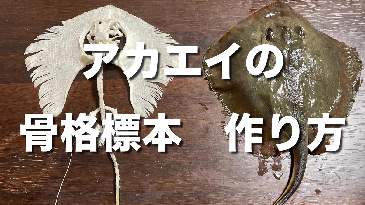 いのししの人 on X: 