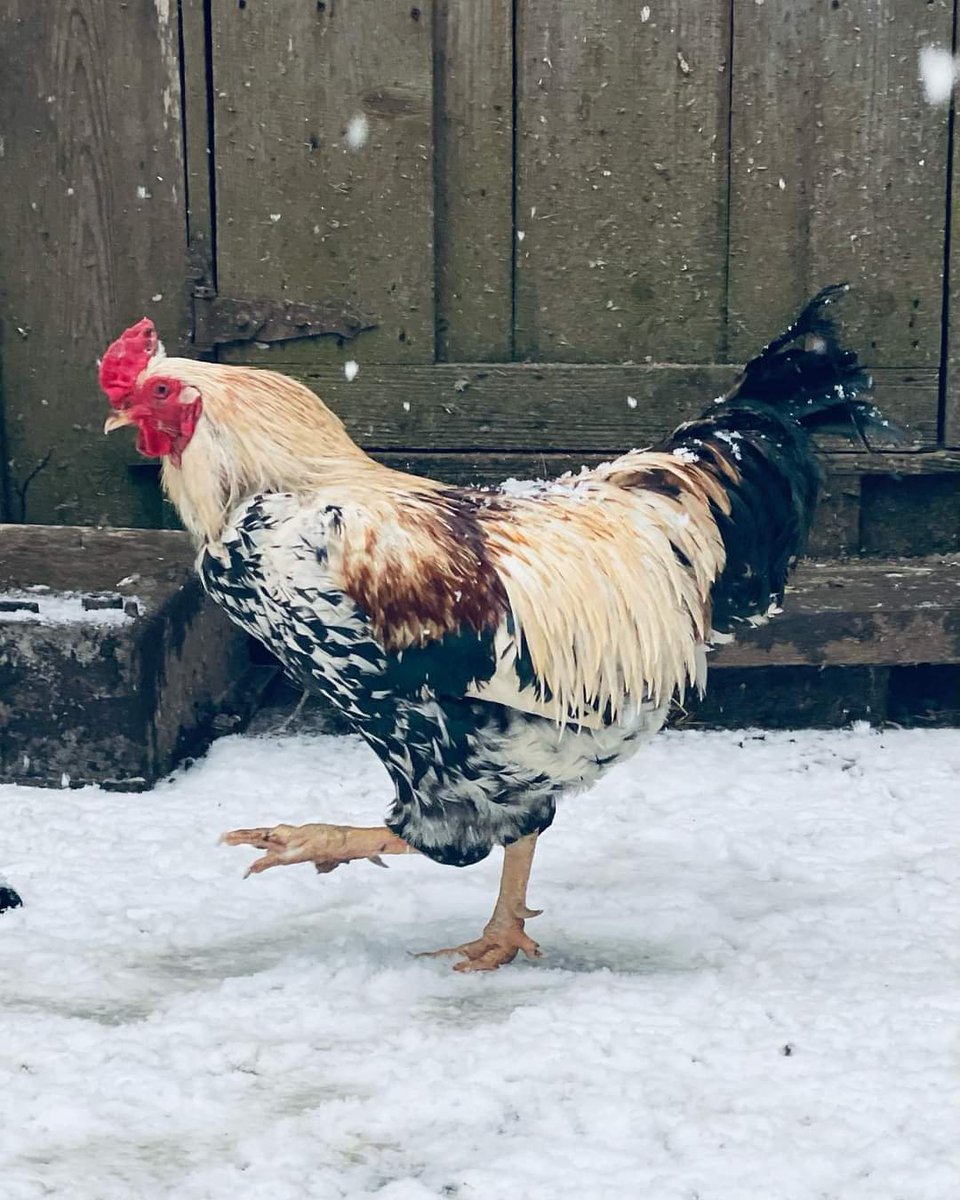 visual_edge's tweet image. Meet Jack, one of our roosters at my @farmtableinn.  He&apos;s strutting his stuff for the hens 🐓🐔😀
farmtableinn.ca