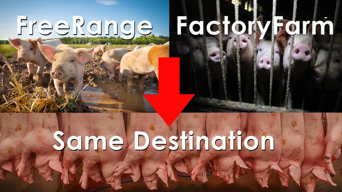 hilltopgina's tweet photo. There is no half measure when fighting against injustice

No line to be drawn

If we water down the fight for justice then we are not focused on the victims

We are focused on making others feel better instead

Killing sentient life for food is barbaric. #GoVegan #EndSpeciesism https://t.co/7pO2NJudpm