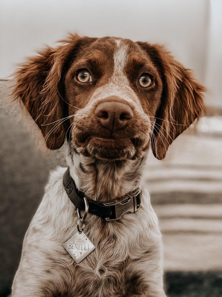 Ruger and Benelli tweet media