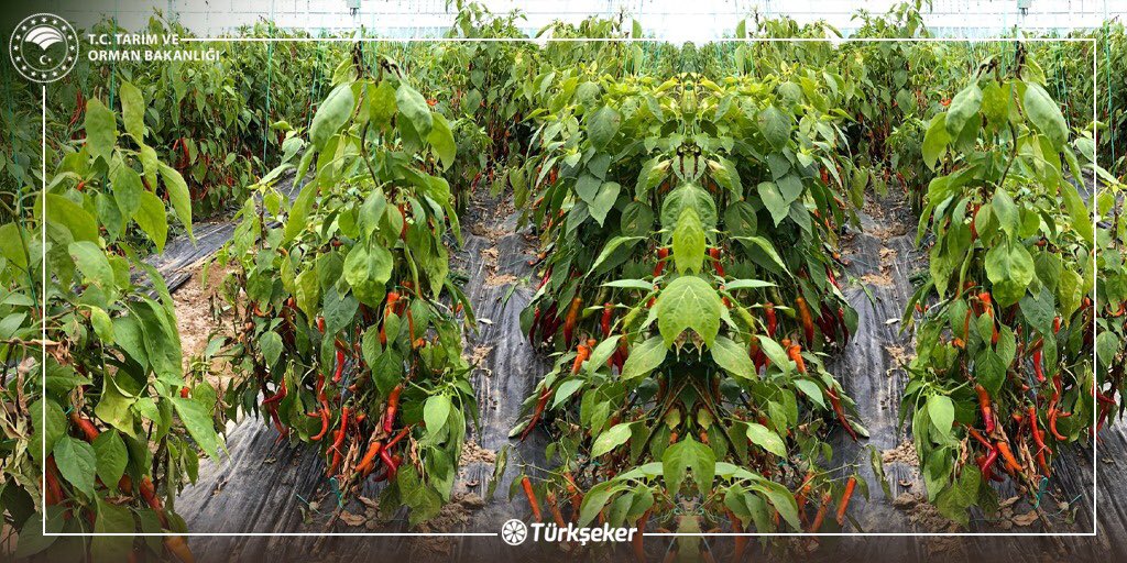 Antalya’da A-Z Tohumu Ziyaret Ettik! 

Tarım ve Orman Bakanlığı Personel Genel Müdürü Sayın Adem DİNÇ ( <a href="/ademdinc/">Adem DİNÇ</a>) ile beraber Antalya'da A-Z Tohumculuğa ait serayı ziyaret ettik. Yerli ve milli tohum üreticisi olan A-Z Tohumculuğun klasik ve moleküler ıslah çalışmaları ile