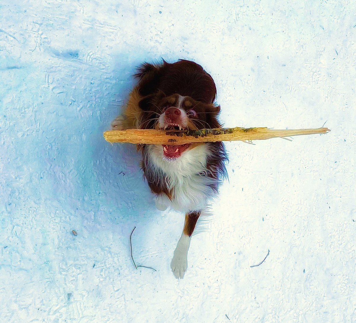 indie_aussie's tweet photo. His face 😆😆 Hope you enjoy your Sunday as much as Indie enjoyed this stick! 

#dogsoftwitter #twitterdogcommunity #SundayFunday #sundayvibes #miniaussie https://t.co/gDzvPhCOp4